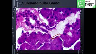 Salivary glandshistology practical part 2 [upl. by Naiva]