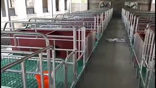 Twinsow farrowing stall stainless galvanized material crate pig farm equipment [upl. by Enyawd]