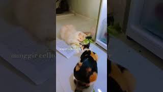 herbivorakucing cat funny [upl. by Shaylynn]