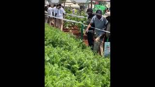 Vuna Carrot Nantes Improved Seeds organic shortskenya shortsvideo [upl. by Adnotal]