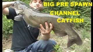 Big Pre Spawn CHANNEL CATFISH [upl. by Machutte706]