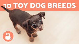 Top 10 TOY DOG BREEDS 🐶 Miniature amp Dog Sizes [upl. by Buckingham]