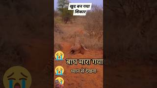 animals lion wildlife leopard wildanimals automobile varshamusic football facts gdphysical [upl. by Hachmann425]