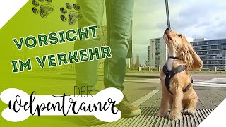 Verkehrserziehung Sicher die Straße überqueren mit Hund  Der Welpentrainer  sixx [upl. by Rae494]