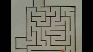 Maze solving by chemotactic droplet IIavi [upl. by Thisbee195]