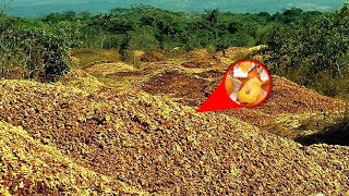 They Dump 12000 Tons Of Orange Peels In the Forest  Years Later They Return To See The Results [upl. by Ynetsed]