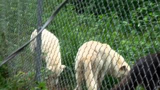 Lititz PA Wolf Sanctuary [upl. by Ravi]