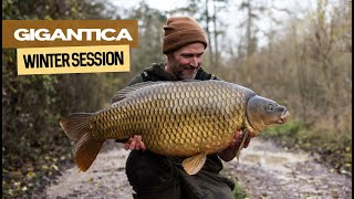 Gigantica Winter Session  Extract [upl. by Atikal]