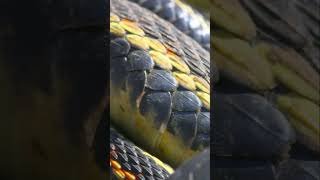 🔥 Shocking Mating Rituals Natures Fiercest Competition 🐍fypシ゚viral fy facts fyp foryou [upl. by Sirovaj767]