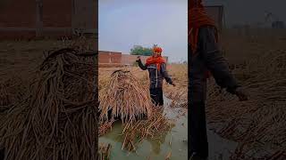 Dhan kat rhe the khet meshortvideo dance [upl. by Nivla]