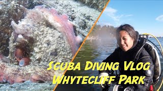 Scuba Diving Vlog Whytecliff Park Vancouver [upl. by Arihay]