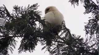 Glaucidium peruanun quotMochuelo Peruanoquot quotPaca Pacaquot [upl. by Abehs]