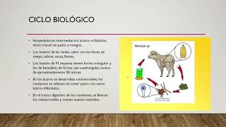 Tema 4 Familia Anoplocephalidae [upl. by Llerad]