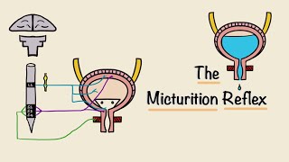 The Micturition Reflex  Bladder Nerve Supply  Renal Physiology [upl. by Sualohcin]