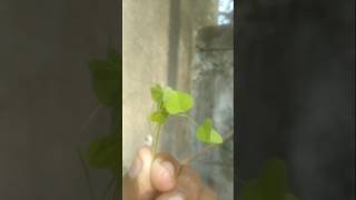 fauna flora oxsalis plant nature biology gardening new sorts viralvideo [upl. by Wojak]