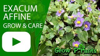 Exacum affine  grow amp care Persian violet [upl. by Anigar]