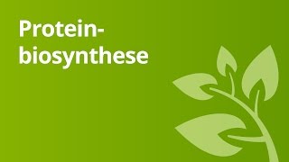 Proteinbiosynthese – Vergleich von Prokaryoten und Eukaryoten  Biologie [upl. by Enialed]