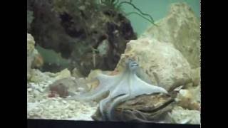 Visual control of octopus arm movements [upl. by Aidole]