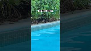 Why did the Iguana swim across the pool iguana pool swimming wow iguanas cococay [upl. by Novaelc23]