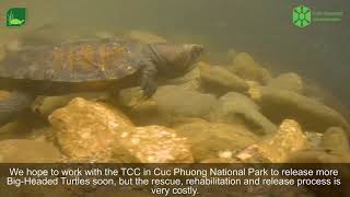 Rescue and release of endangered BigHeaded Turtles in Vietnam [upl. by Avera272]