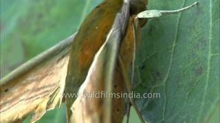 Lovely Hawk moth sitting on a leaf  help us identify it [upl. by Dawaj]