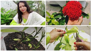 How To Grow Ixora  Rangan Plant From Cutting  Ixora  Rangan Flower Repotting Care amp Tips [upl. by Kcirret507]