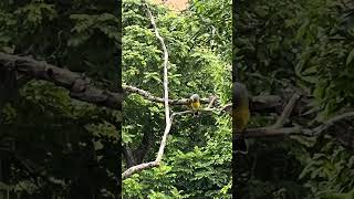 Tropical Kingbird on a branch [upl. by Angeline35]