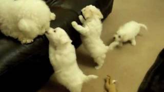 Poppys 7 Week Old Bichon Puppies  mybichoncouk [upl. by Zusman]