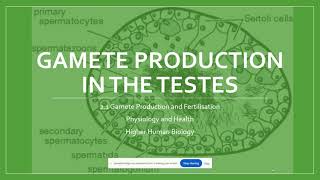 Gamete Production in Testes [upl. by Nnylsaj]