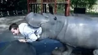 This Tour Guide Was Swallowed By A Hippo While On Safari [upl. by Ausoj859]