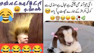 Bakra eid spacial jokes in urdu😂 Most funny jokes in urdu  funny memes for eid [upl. by Eiser]