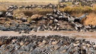 Great Migration and crocodile attack  rio Mara y ataque de cocodrilos [upl. by Wadsworth]