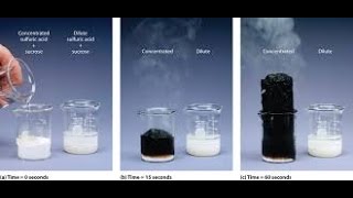 Reaction of metals with H2SO4sulphuric Acid [upl. by Snahc]