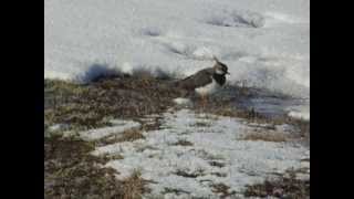 Pempė  Northern Lapwing  Vanellus vanellus [upl. by Nowell]