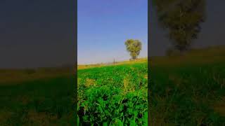 Beautiful farming viral 1million myfarminglifeandme [upl. by Anirbys]