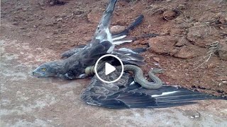 Eagle vs Snake Real Fight Eagle Attack Snakes  Amazing Animal  Eagle vs Snake Real Fight [upl. by Dinnage]