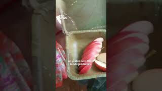 ¡Platos 100 biodegradables ecotv shortvideo shorts viral tiktok ambiente ecoamigable [upl. by Annaynek959]