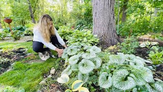 Trimming Brunnera Fixing amp Splitting Hakonechloa All Gold Grass Planting Impatiens Max Outside🐱 [upl. by Auoz612]