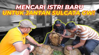 PENCARIAN JODOH UNTUK PENJANTAN KURA SULCATA GW SI PAOPAO [upl. by Elyagiba]