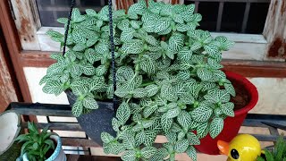 Best Shade Loving Plant  Fittonia  Nerve Leaf Plant  How to Grow and Care Fittonia Plant [upl. by Carmelia]