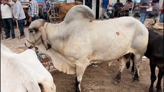 Toro gyr en el tiangue de san Rafael cedros [upl. by Yerggoeg]