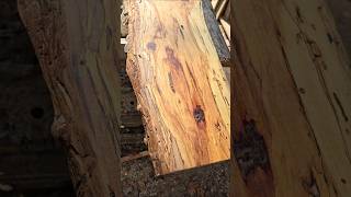 Pignut hickory i cant finish them all sawmilling woodworking [upl. by Araas]