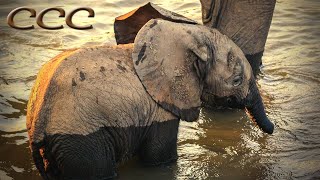 🐘 Cute Baby Elephants Playing in Water 💧💦 [upl. by Noiramaj]