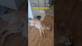 Foxxy Dog 🐕 has a wonderful life dog doglover funnyanimals petvideos foxxy pomeranian love [upl. by Enelyad]