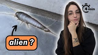 4 minutes pour comprendre le POISSON DARGENT [upl. by Ilrebmik]