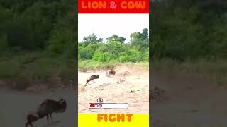 Lion amp Cow Fight pets ytshorts animals adventure video attack [upl. by Lindsy]