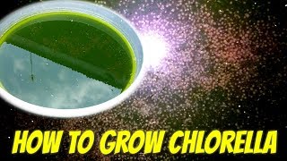 HOW TO GROW CHLORELLA AT HOME [upl. by Chrissy]