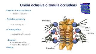 uniones intercelulares [upl. by Ahsytal]