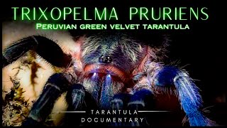 Trixopelma pruriens unravelling the Mysteries of the PERUVIAN GREEN VELVET TARANTULA in the wild [upl. by Nylecsoj]