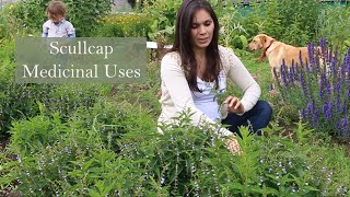 Medicinal Uses of Scullcap Scutallaria laterifolia with Marina kesso [upl. by Atinad]